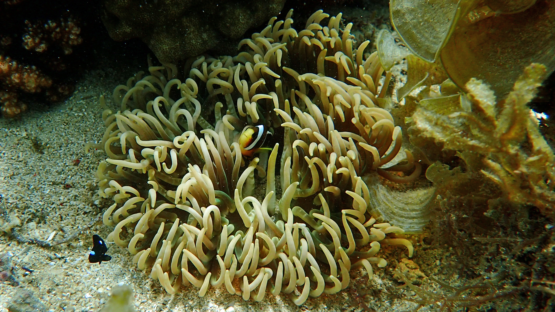 Macrodactyla doreensis