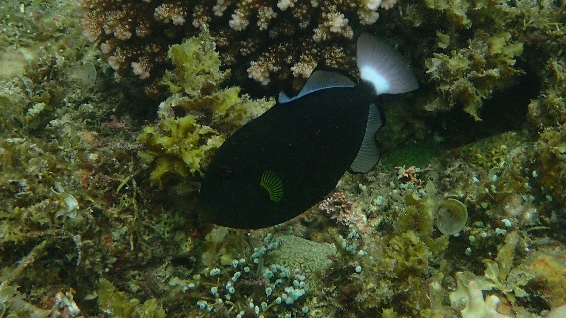 Melichthys vidua