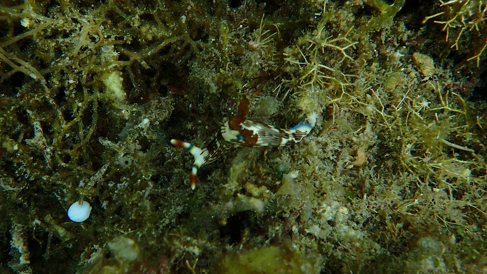 Nembrotha lineolata