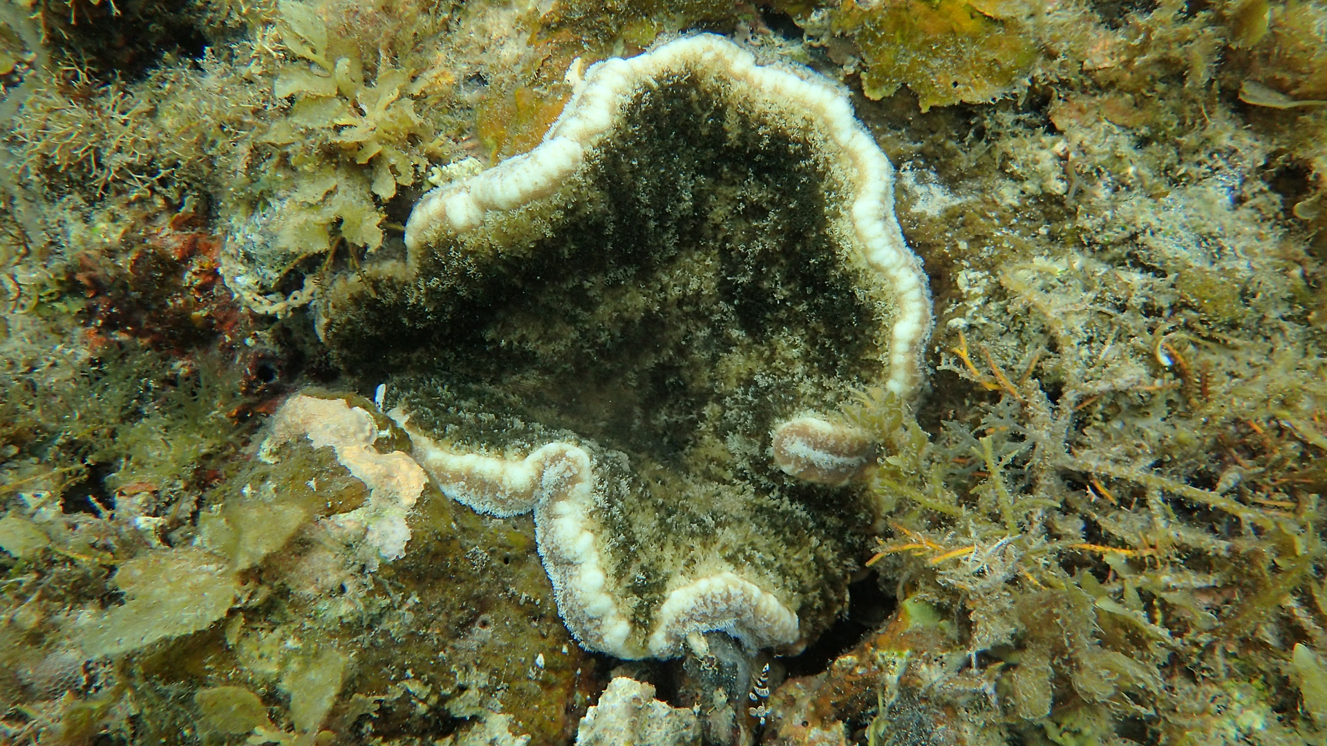 Cryptodendrum adhaesivum