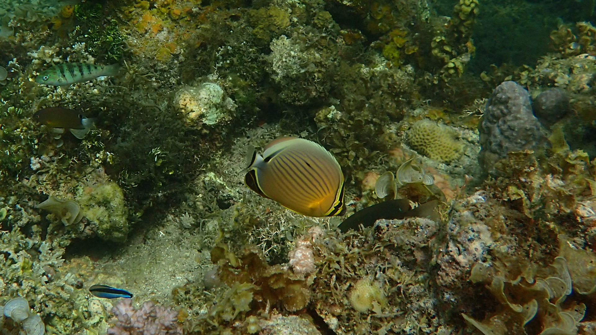 Chaetodon lunulatus