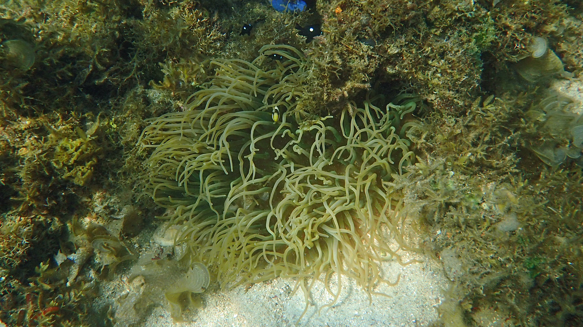 Macrodactyla doreensis