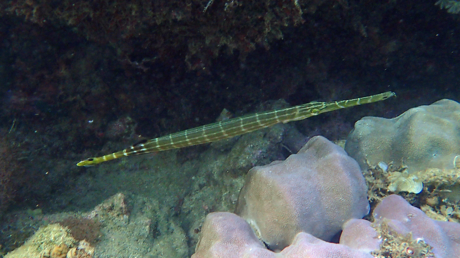 Aulostomus chinensis