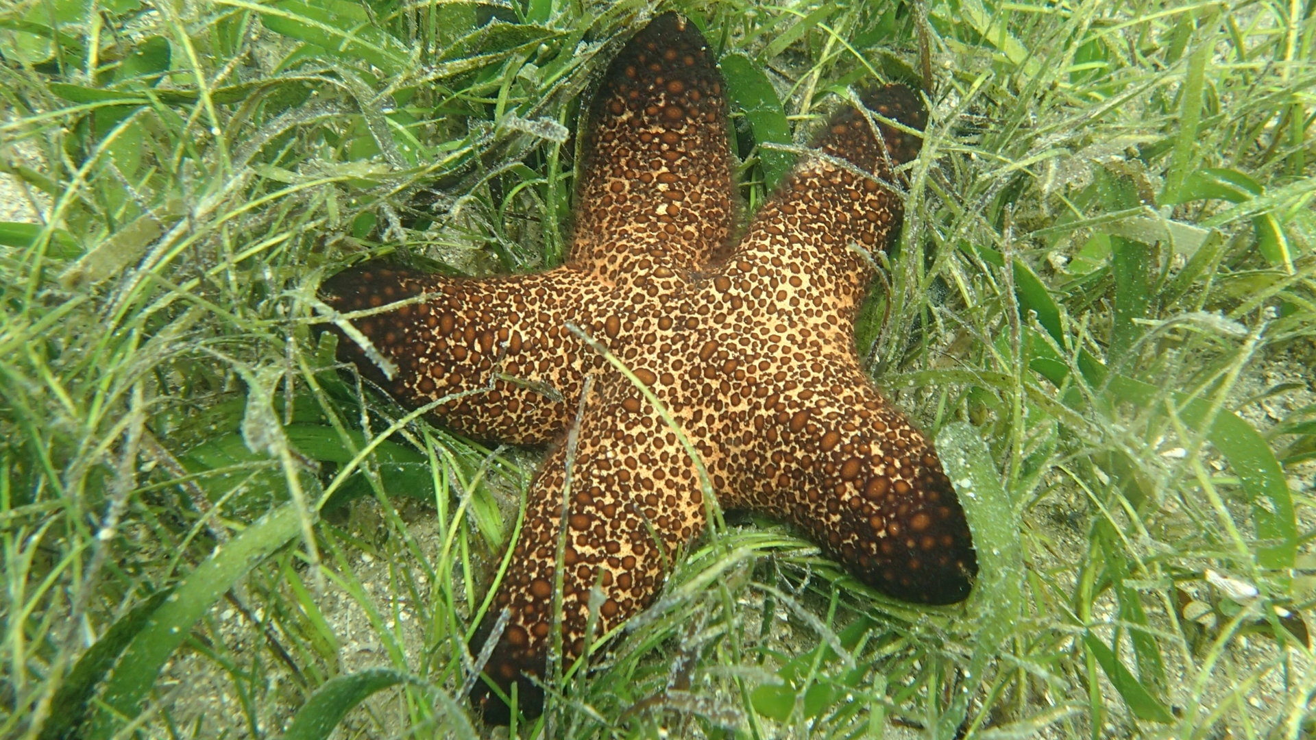 Unidentified sea star