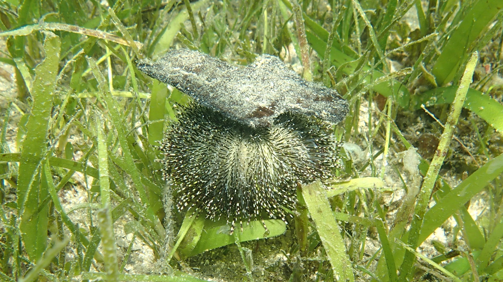 Unidentified sea urchin