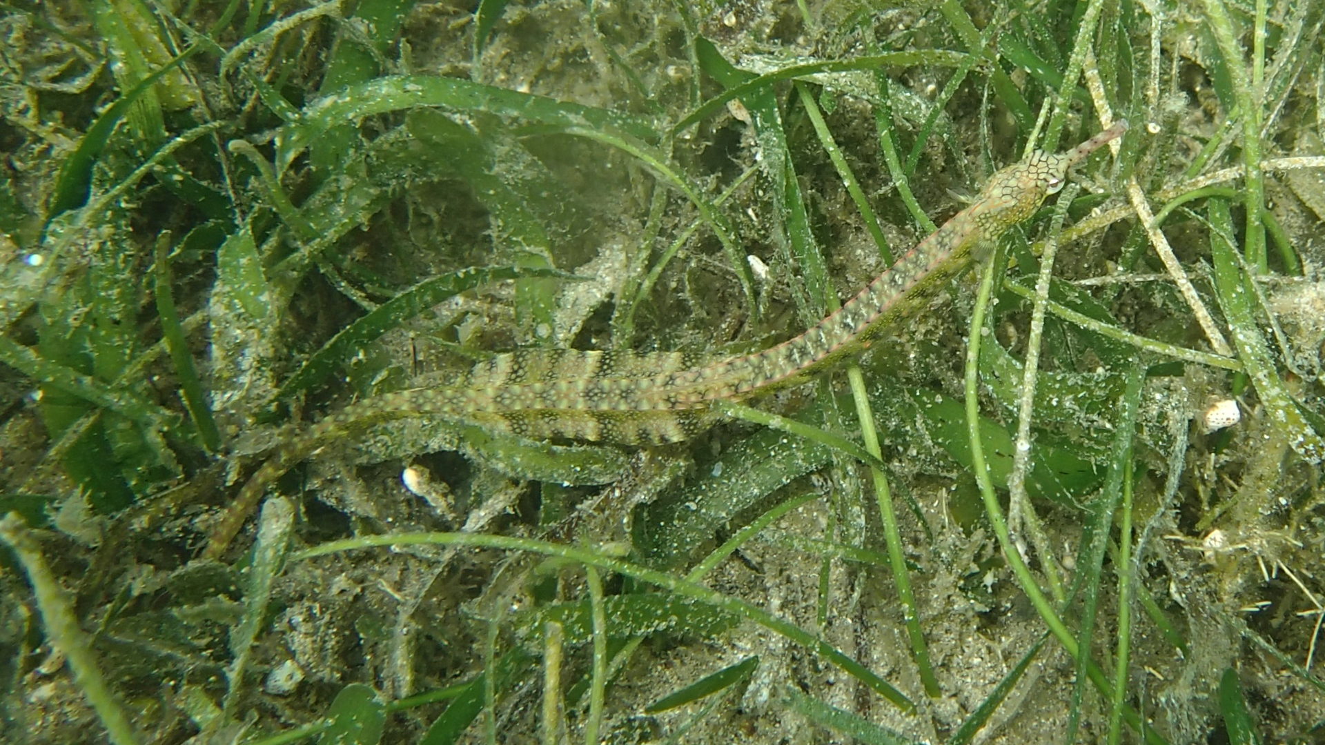 Corythoichthys haematopterus