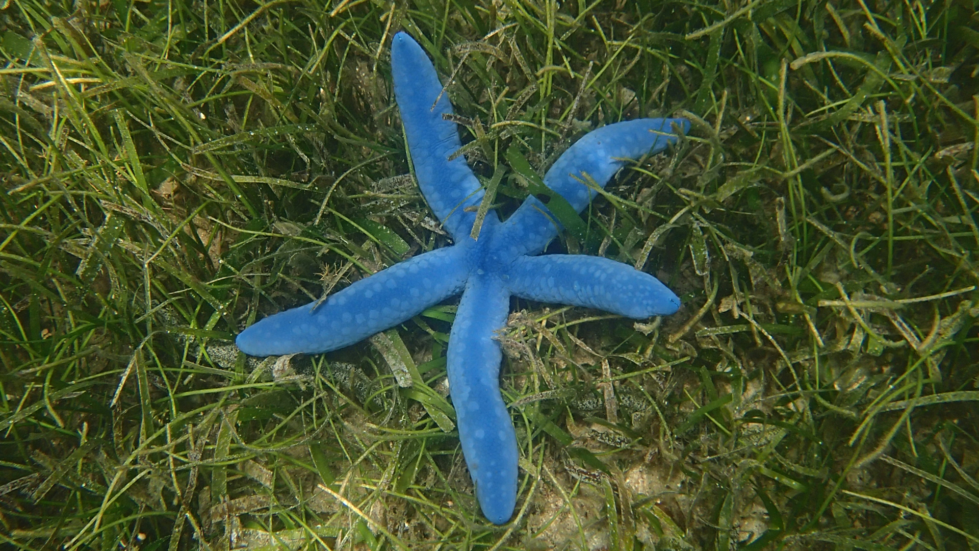 Linckia laevigata