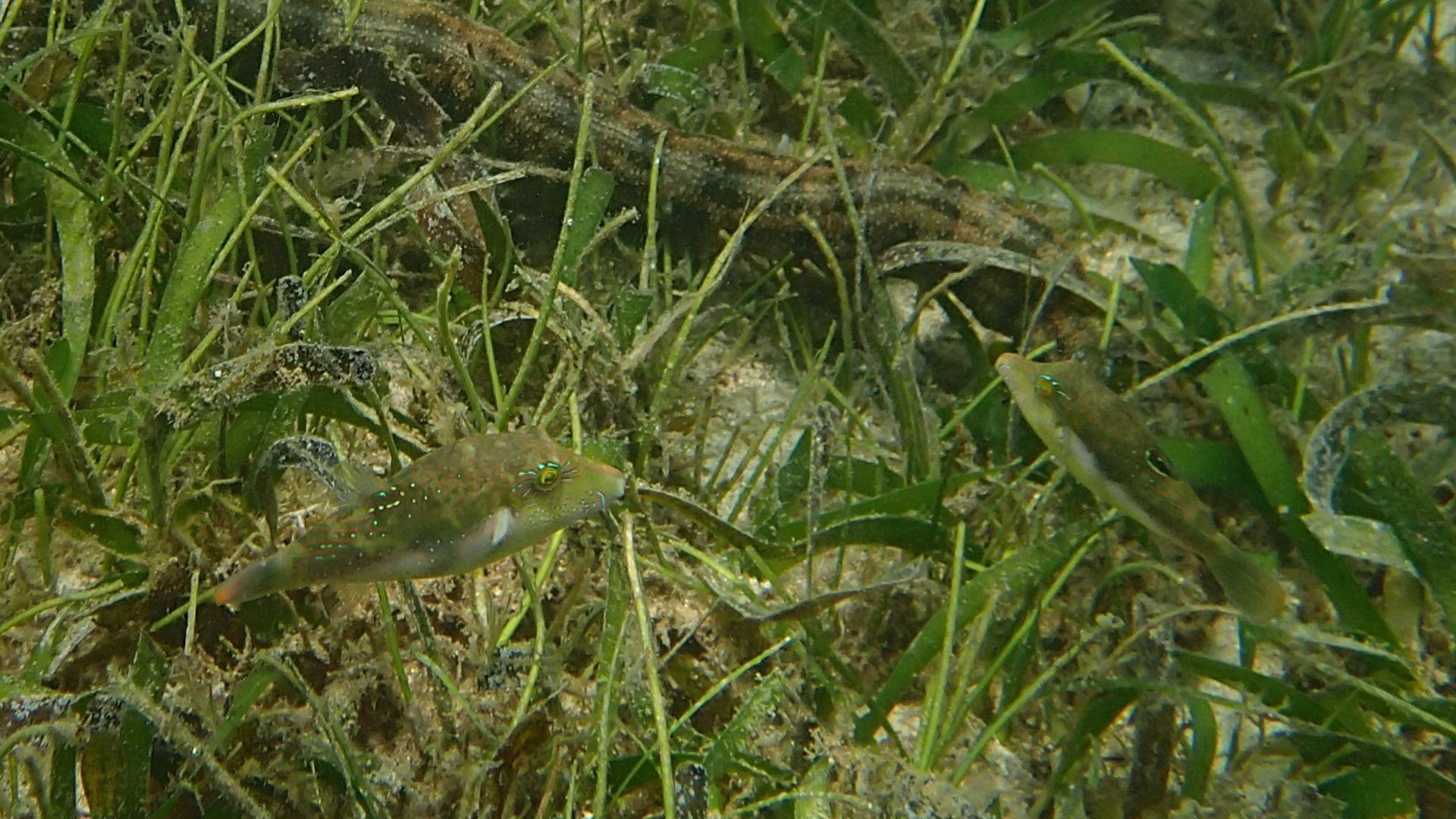 Canthigaster bennetti