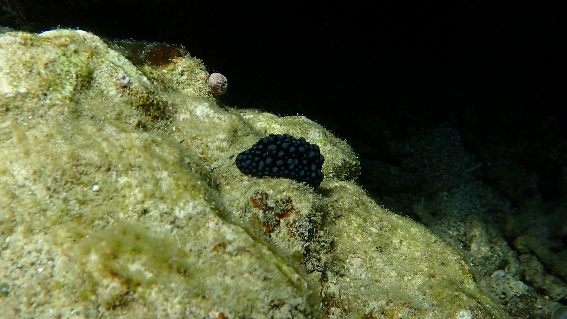 Phyllidia sp.