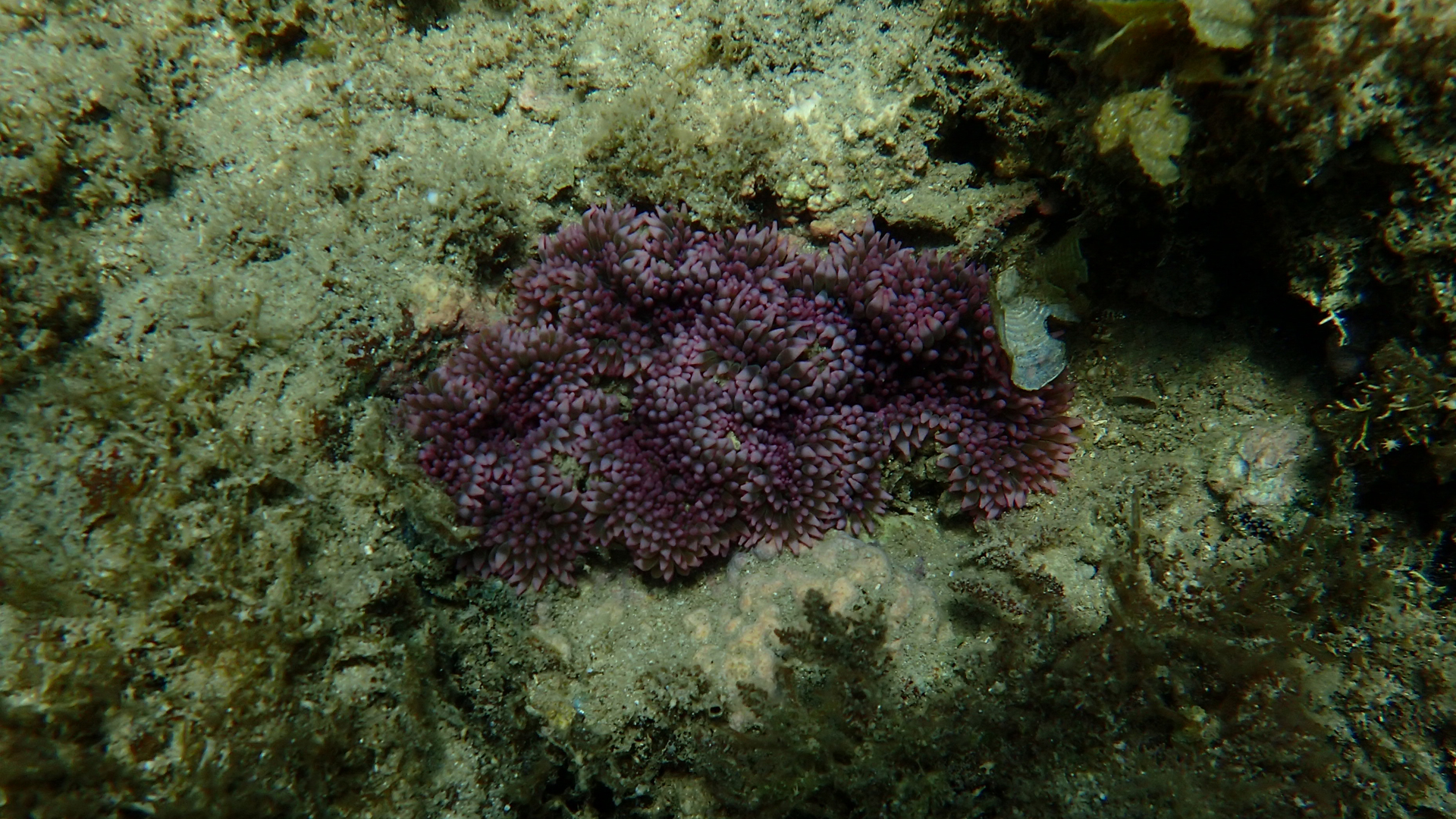 Purple Heteractis malu