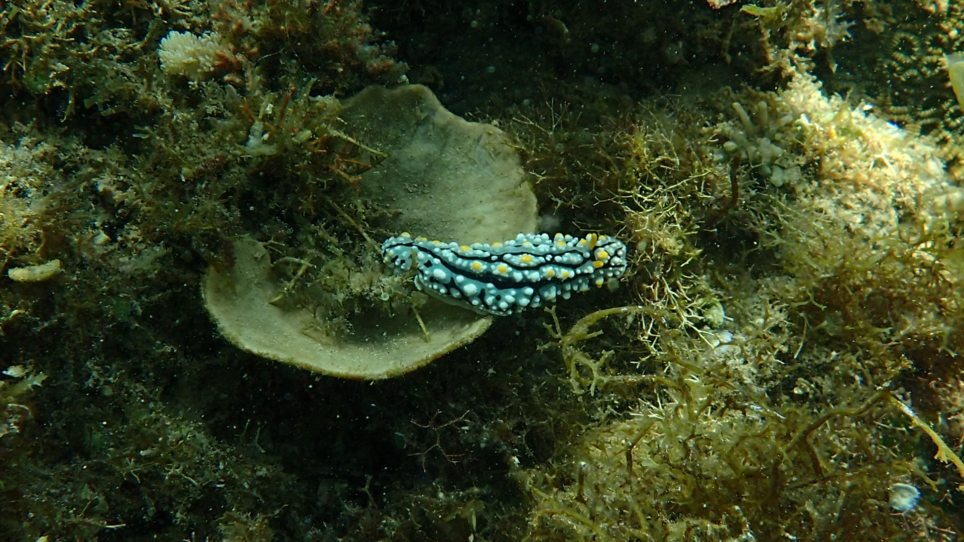 Phyllidia varicosa