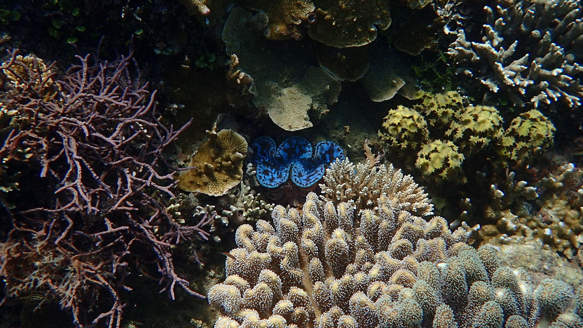 Tridacna maxima