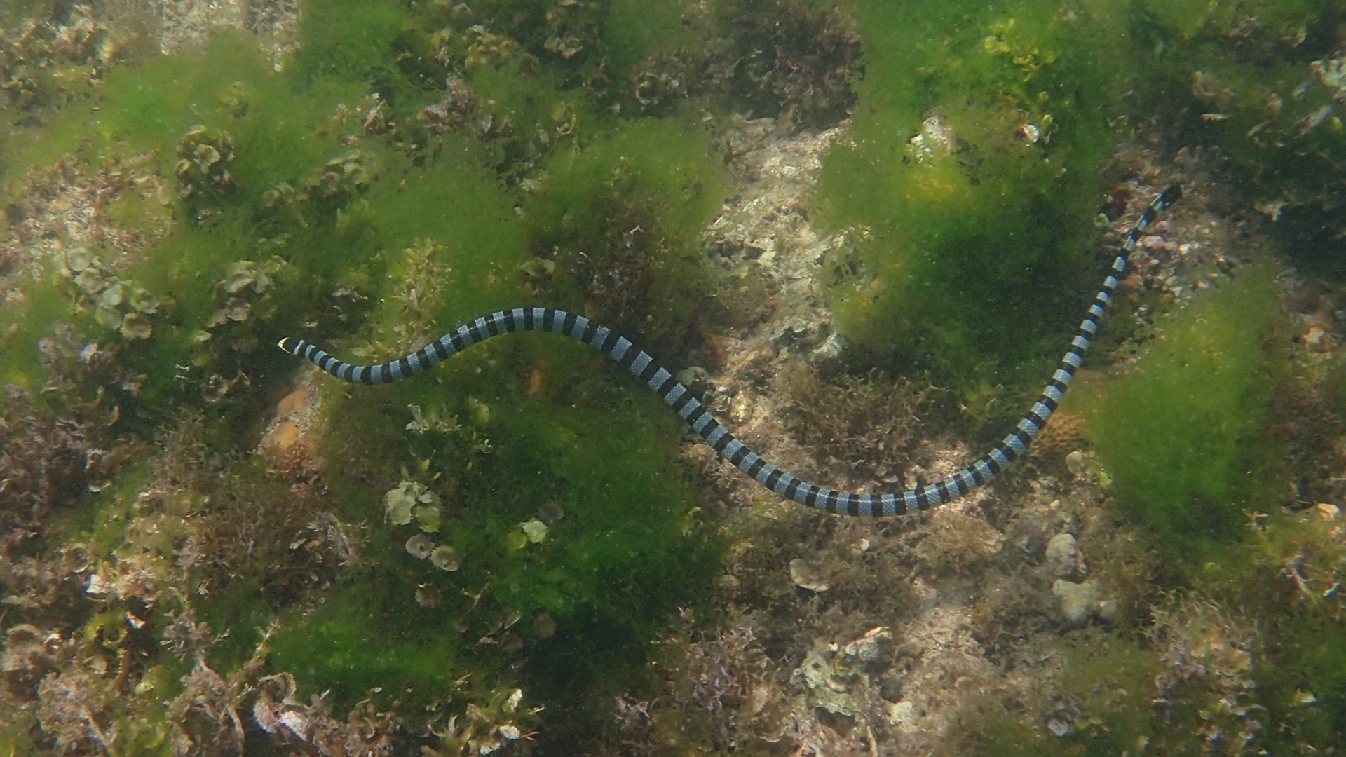 Laticauda colubrina