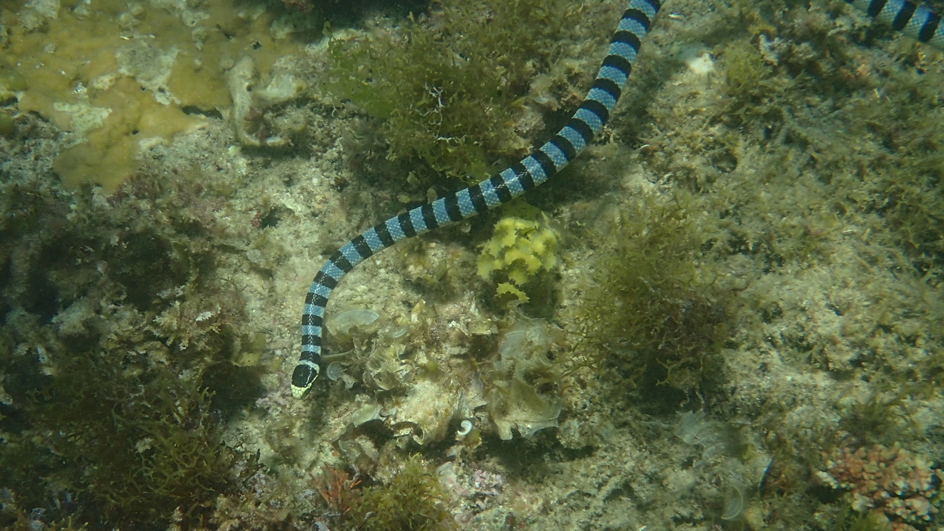 Laticauda colubrina