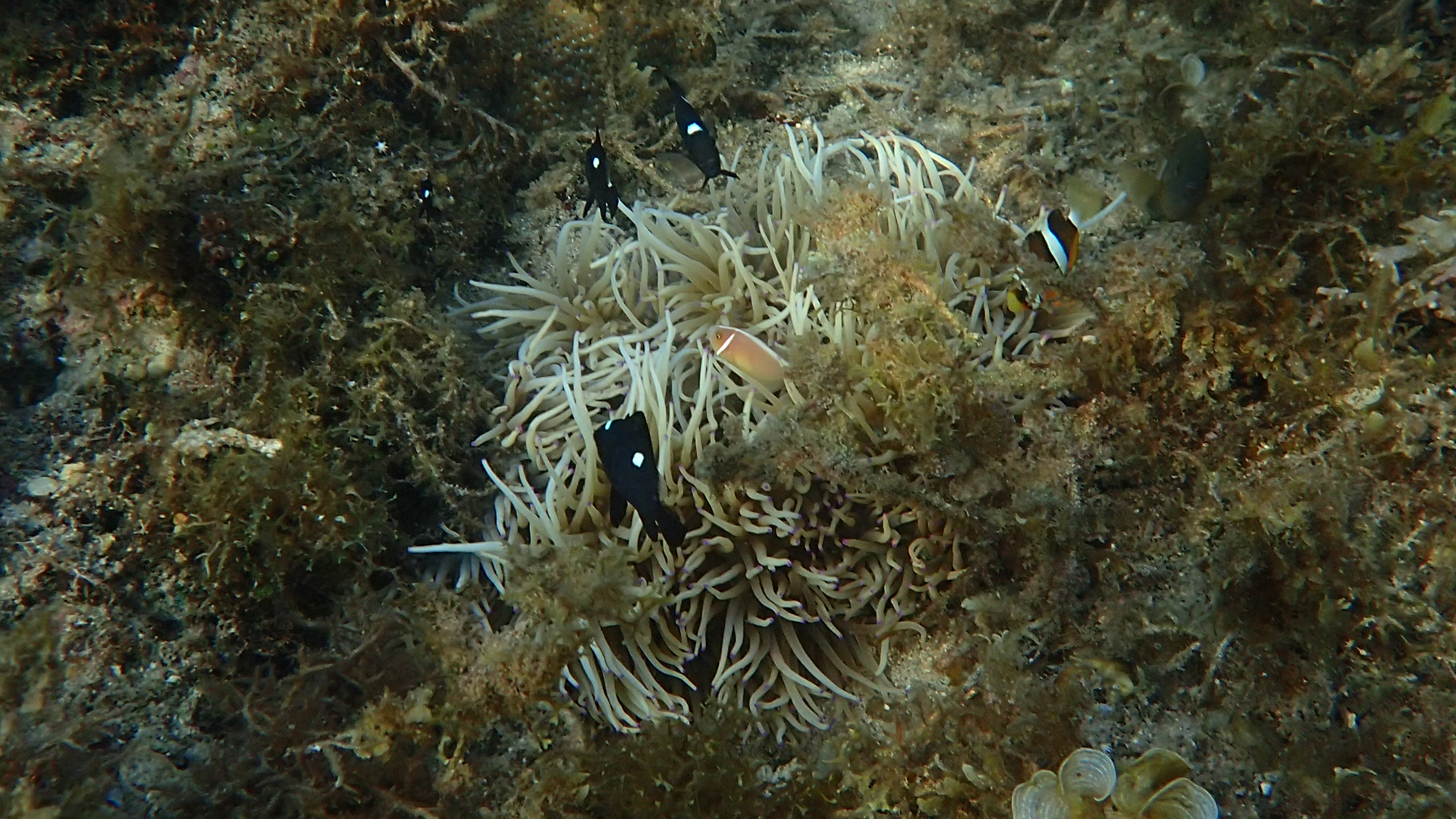 Amphiprion perideraion