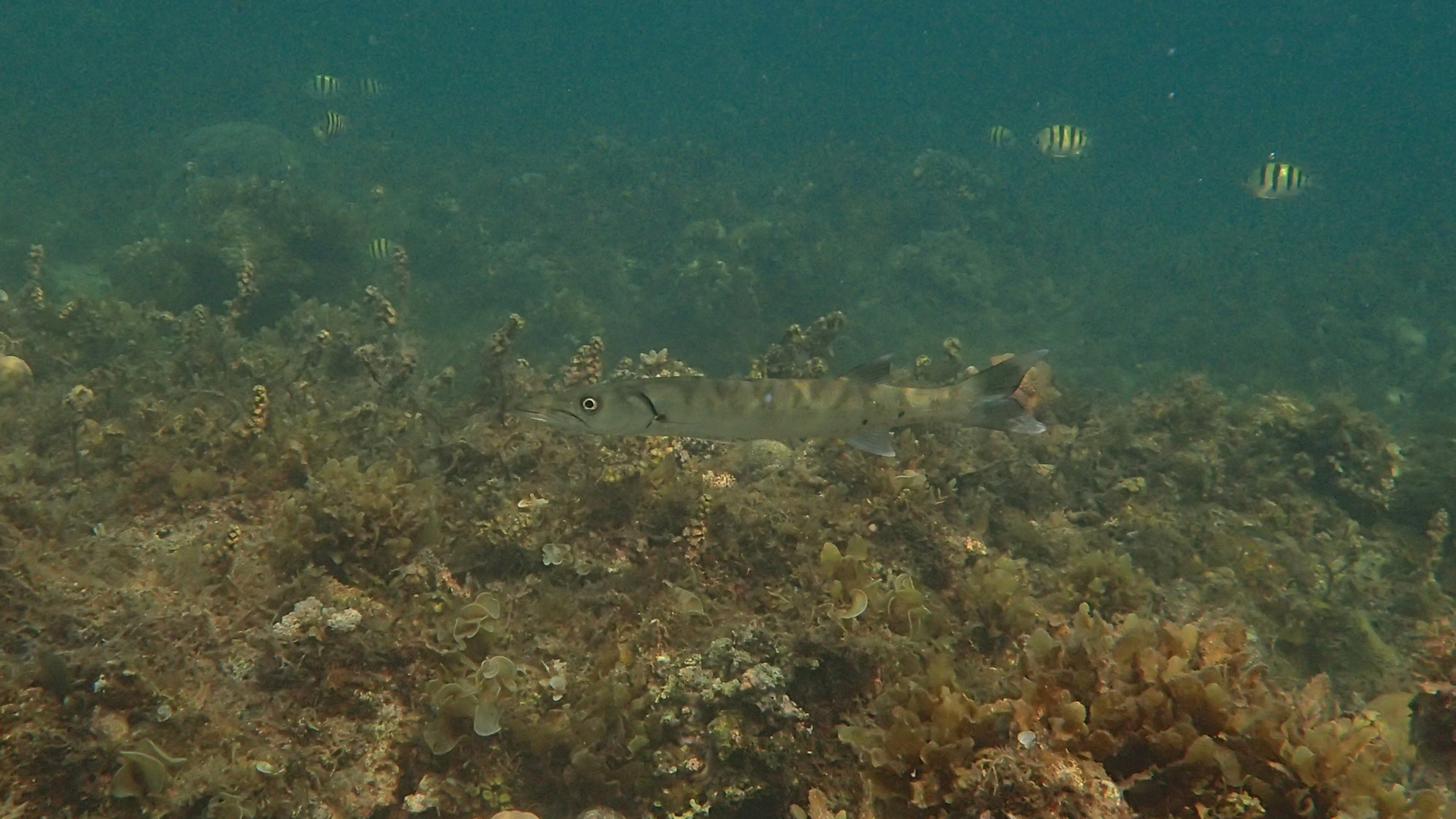 Sphyraena barracuda