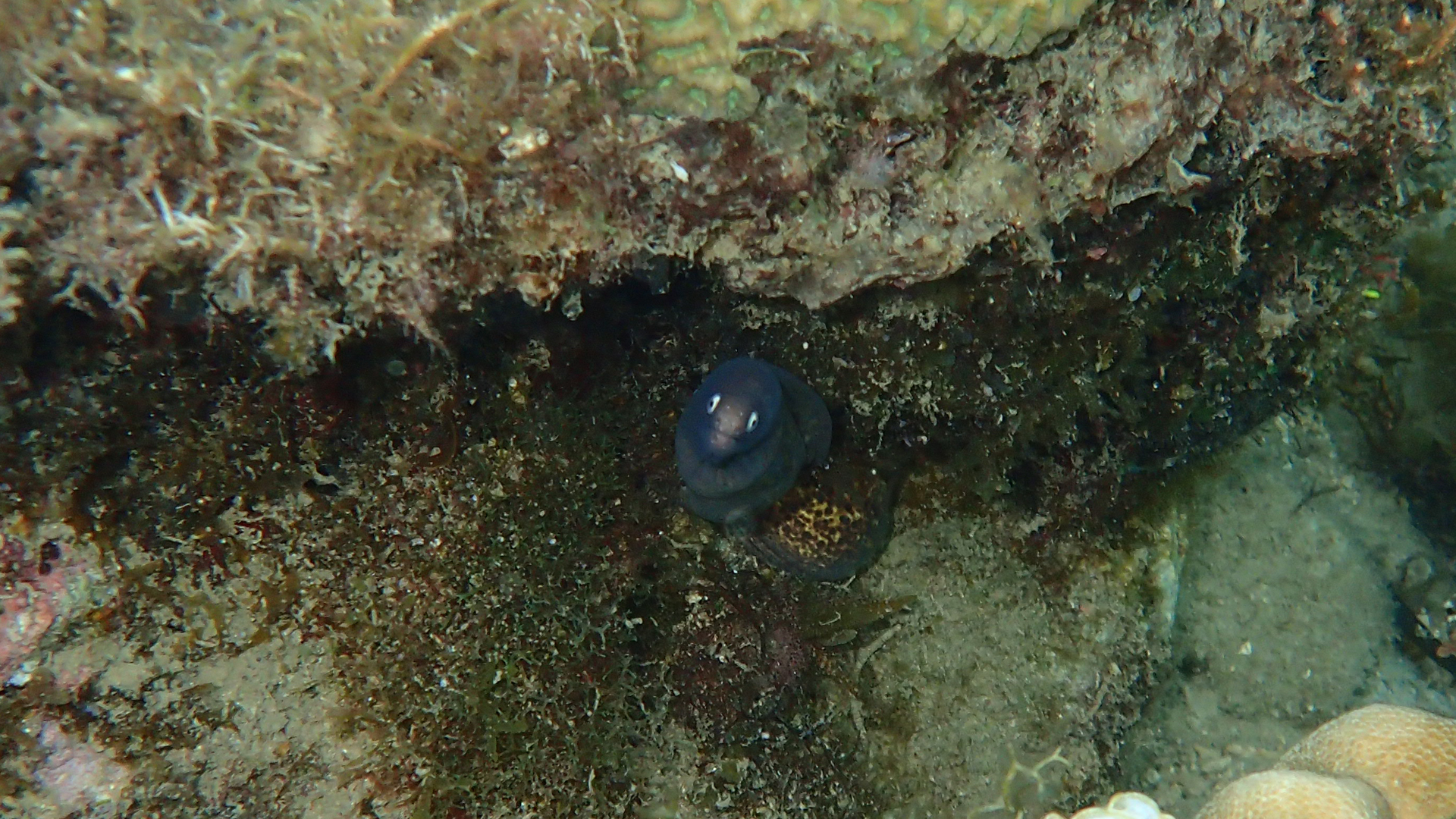 Gymnothorax thyrsoideus