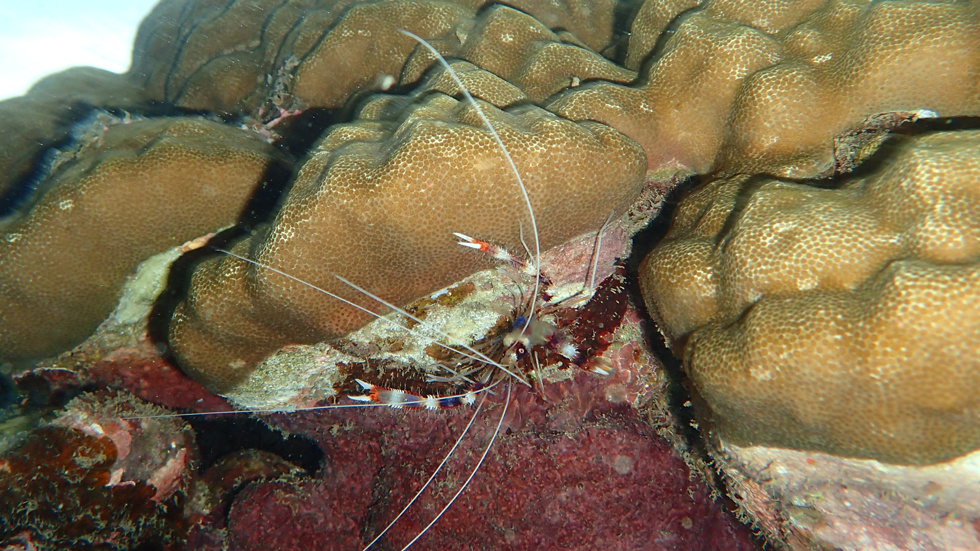 Stenopus hispidus