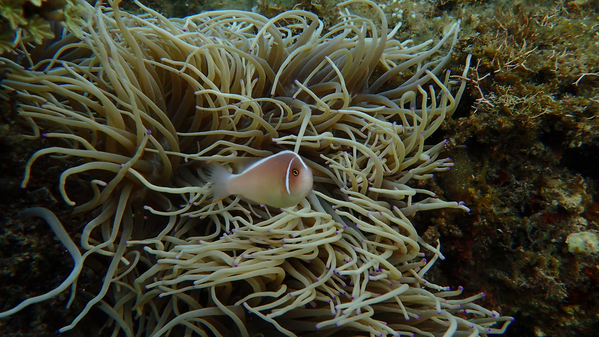 Amphiprion perideraion