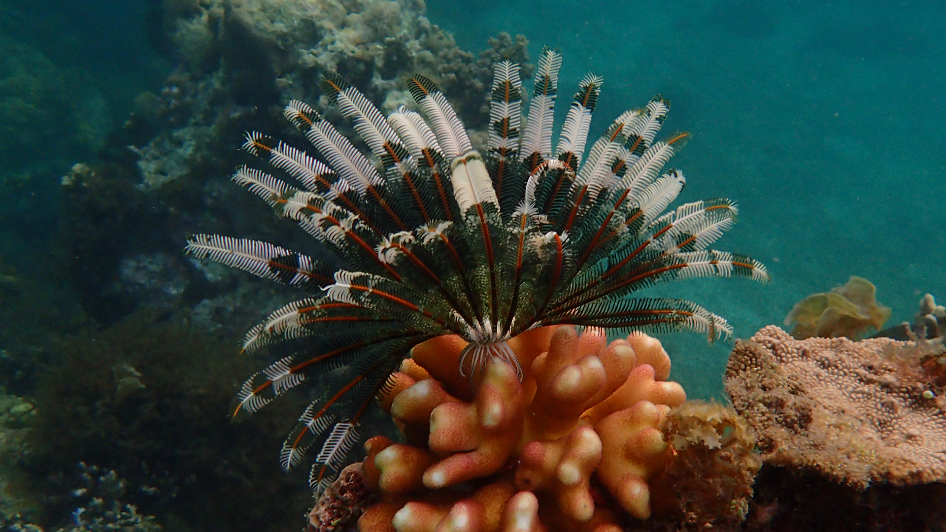 Crinoid