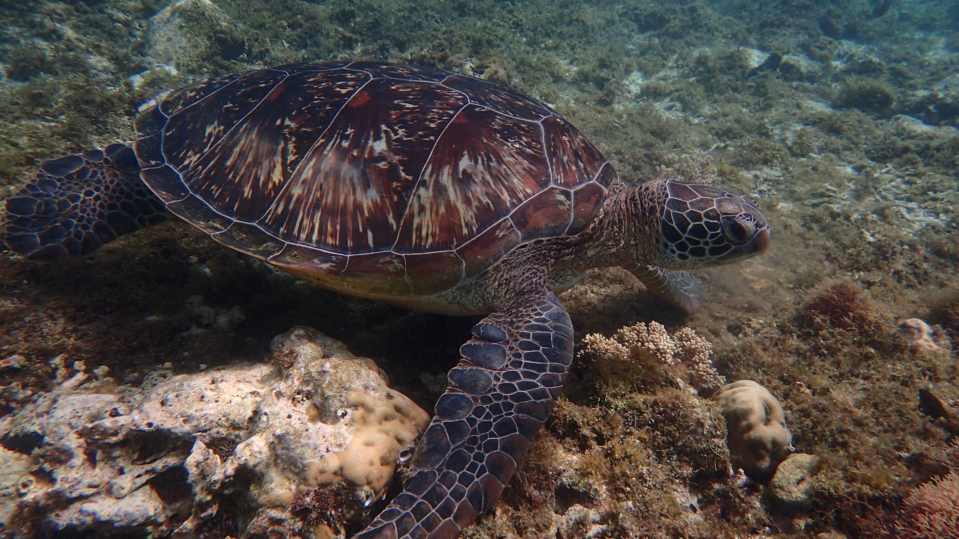 Chelonia mydas