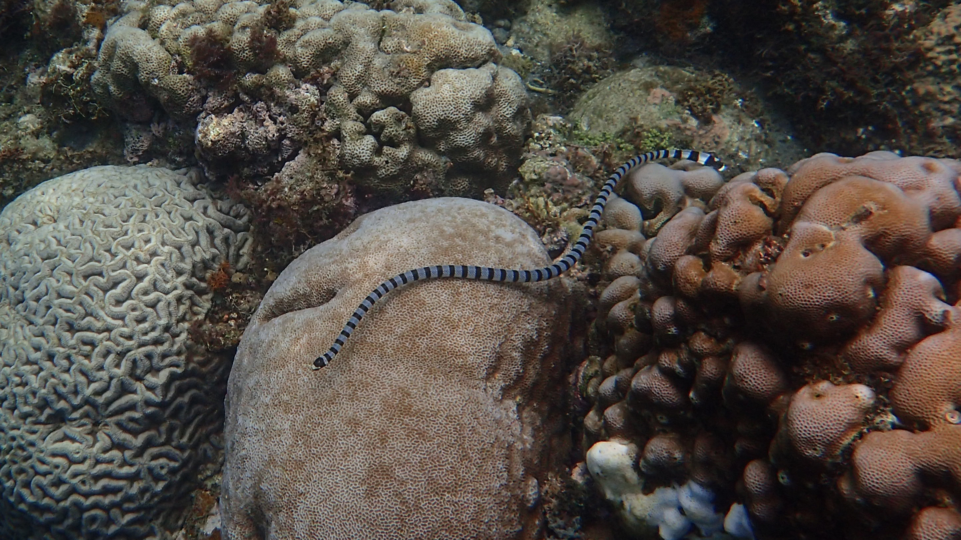 Laticauda colubrina