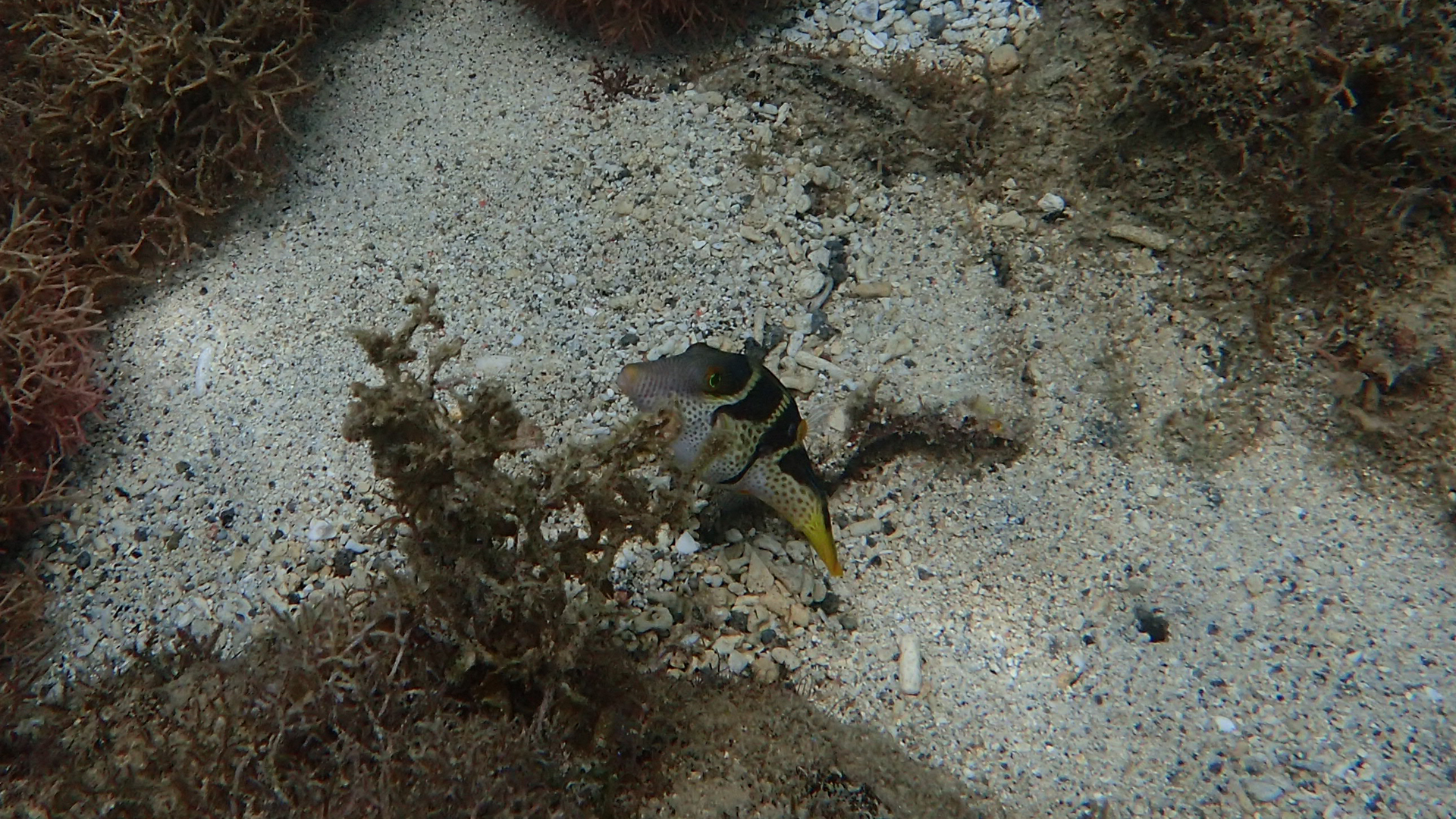 Canthigaster valentini