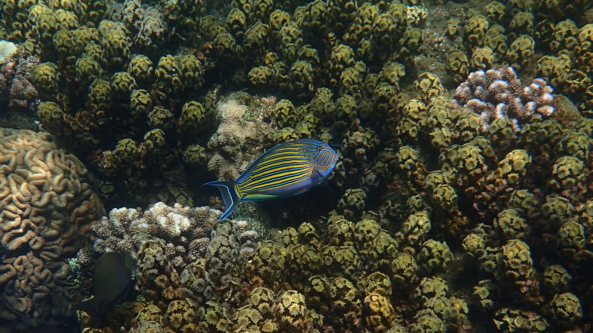 Acanthurus lineatus