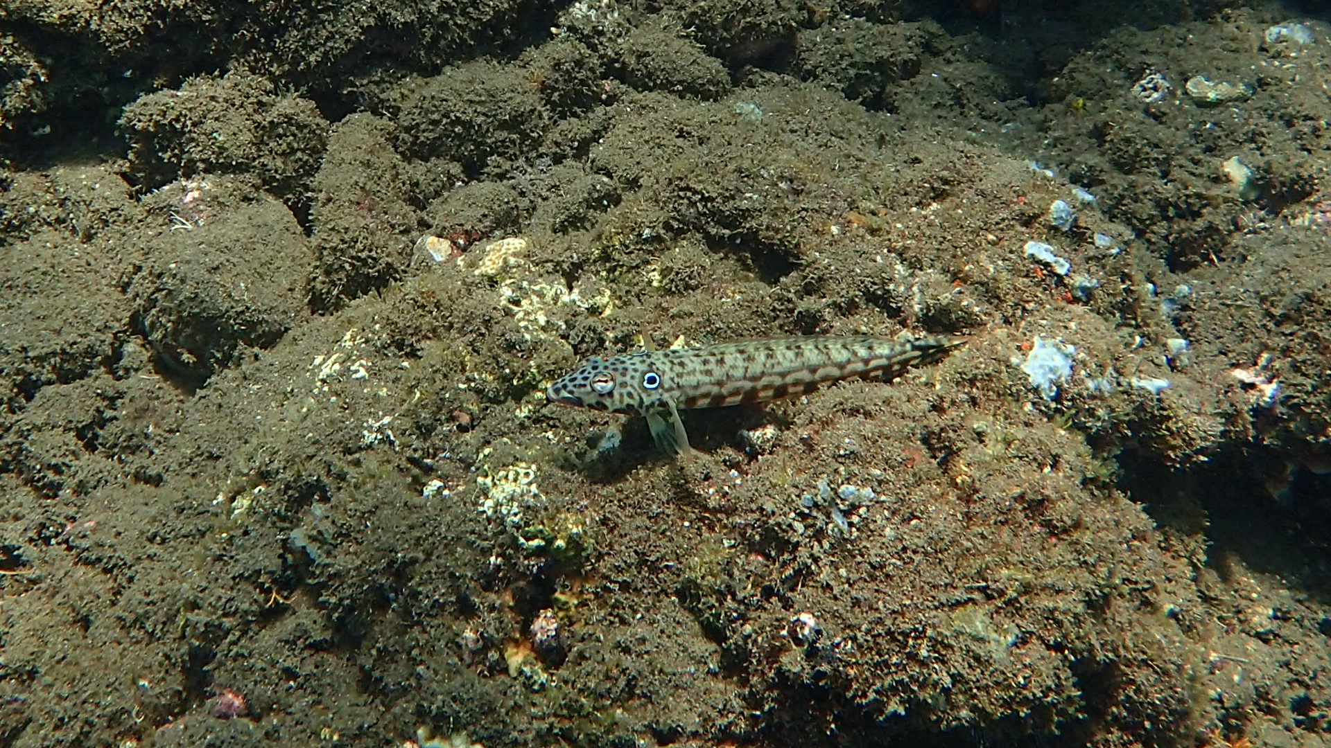 Acanthurus lineatus