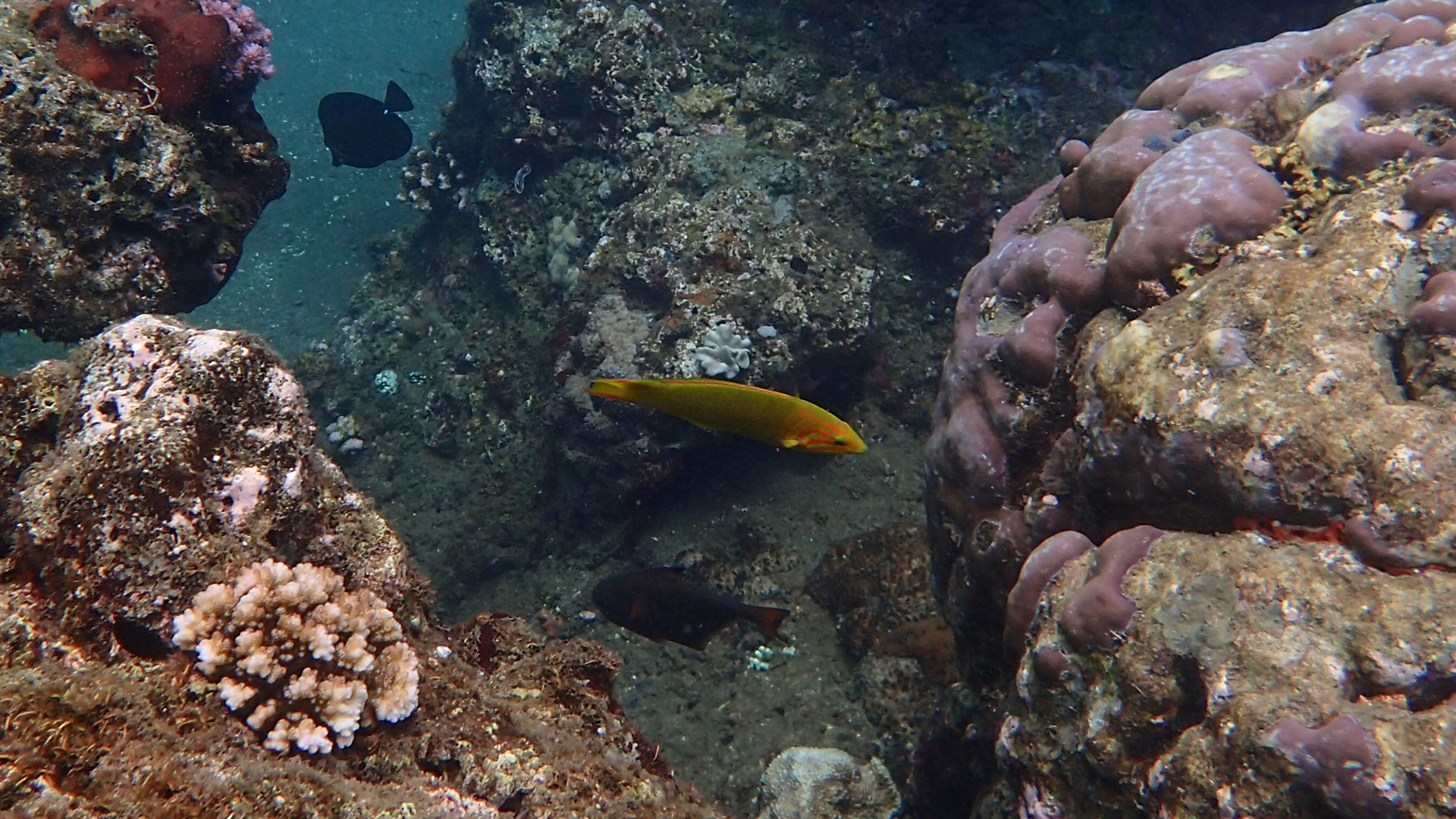 Thalassoma lutescens