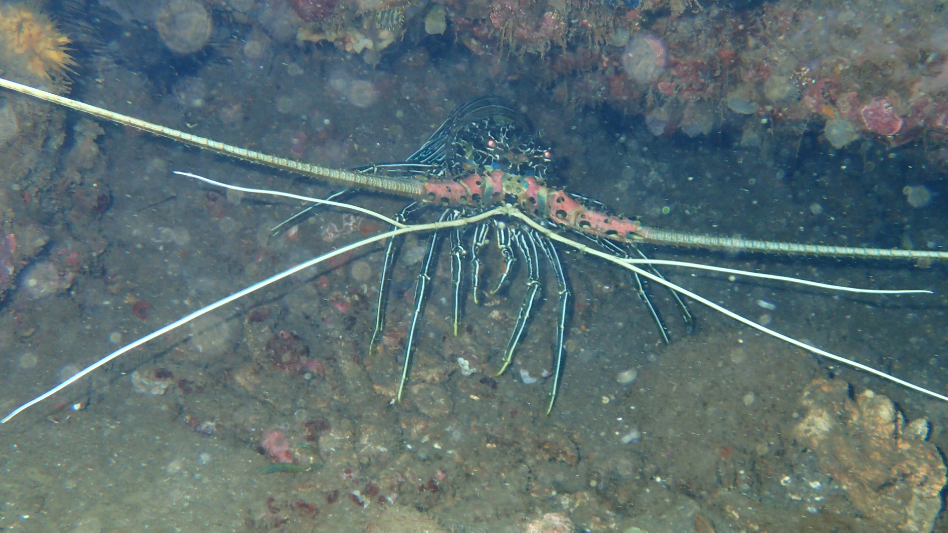 Panulirus vesicolor