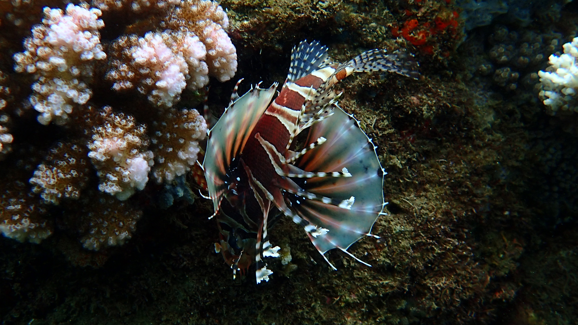 Dendrochirus zebra