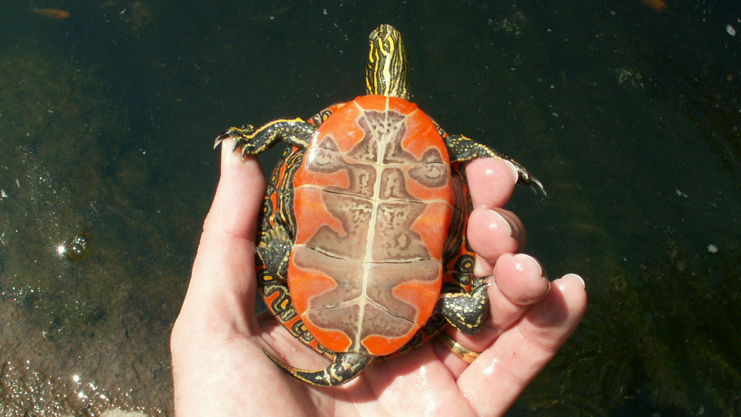 Western Painted Turtle (Chrysemys picta belli)