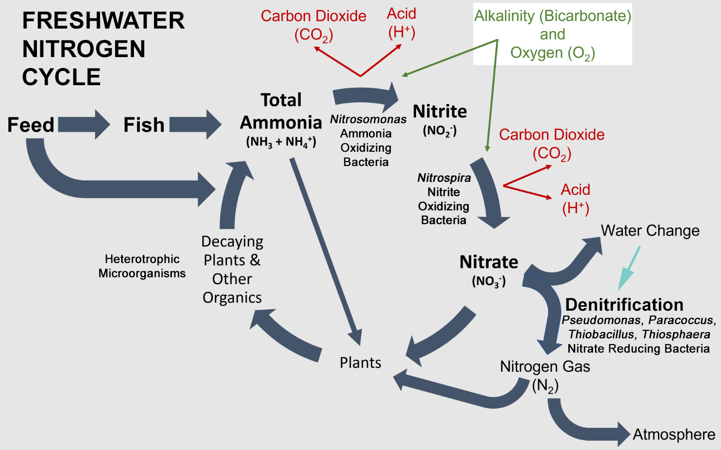 Nitrogen Cycle