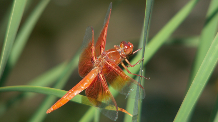 Red Dragonfly