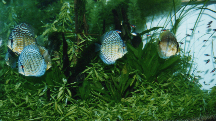 Amazonia Biotope Aquarium