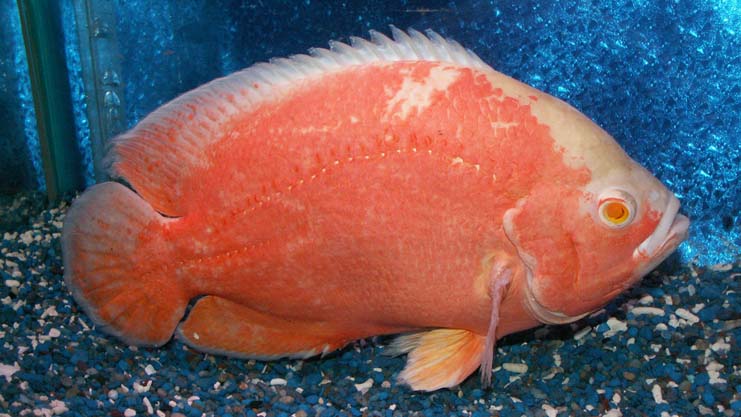 Oscar (Astronotus ocellatus)