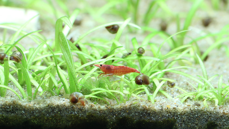 cherry rili shrimp