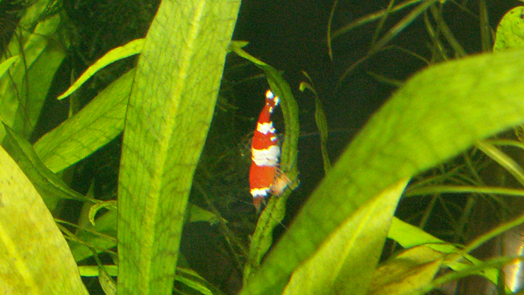 crystal red shrimp