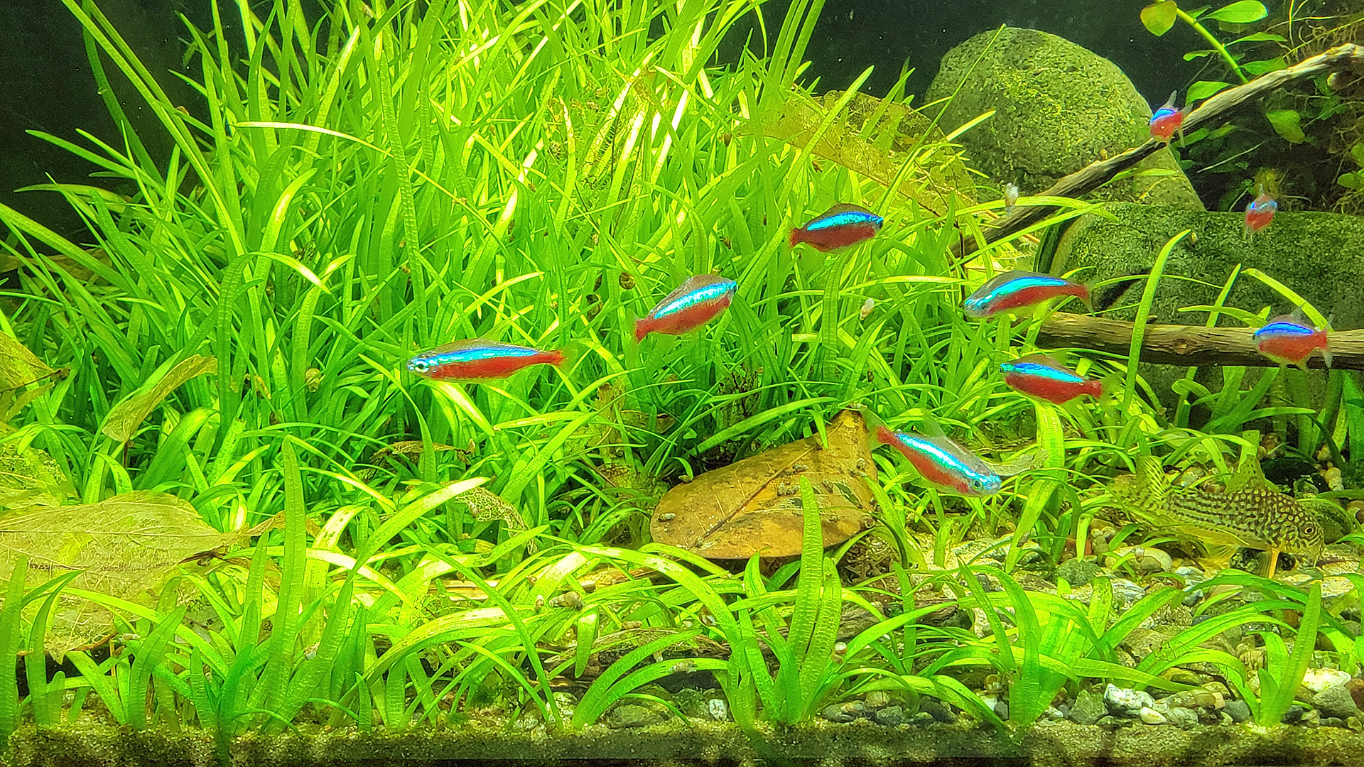 Aquarium with leaf litter, wood, and rocks.