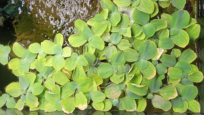 Pistia stratiotes (dwarf water lettuce)