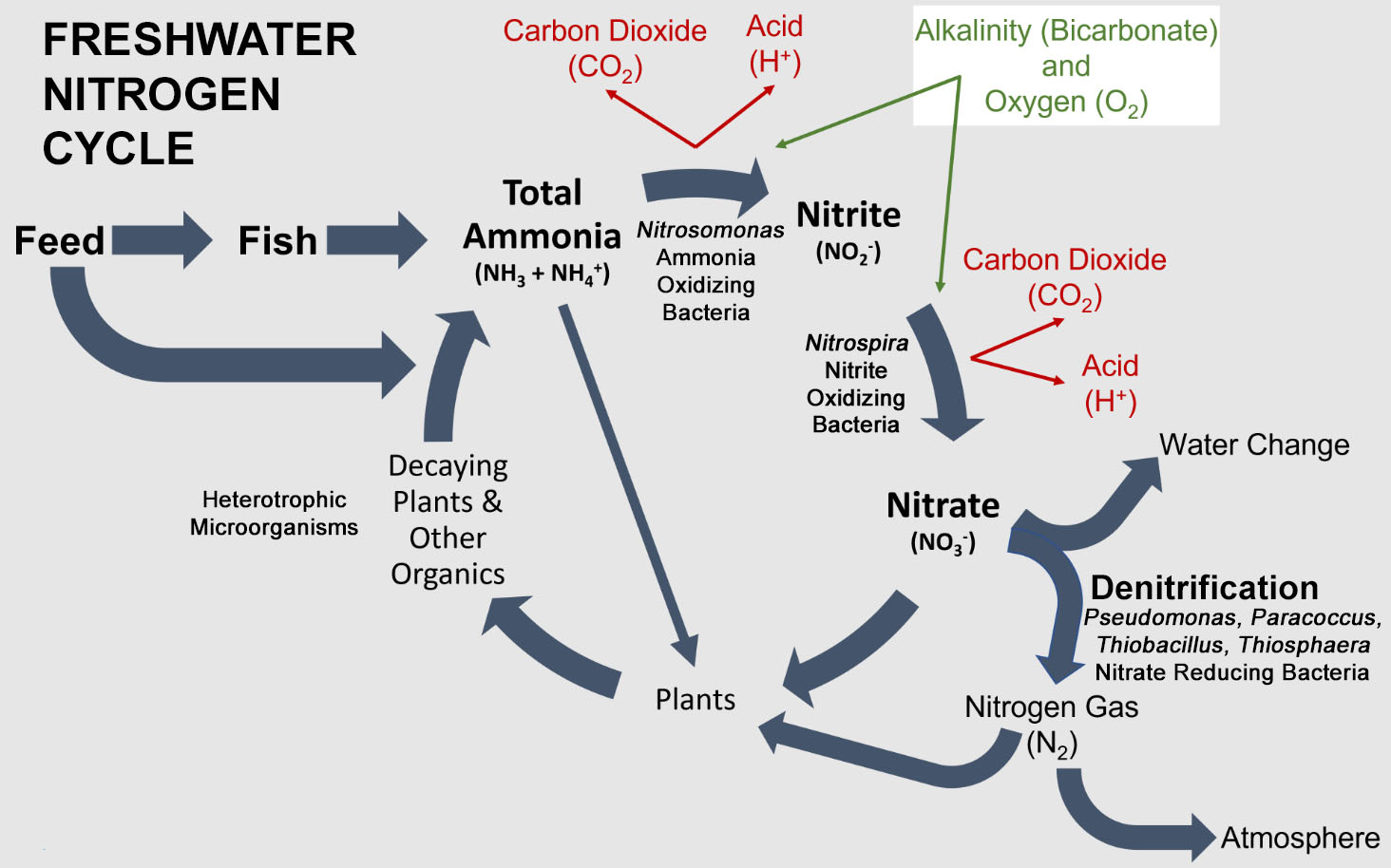 Freshwater Nitrogen Cycle