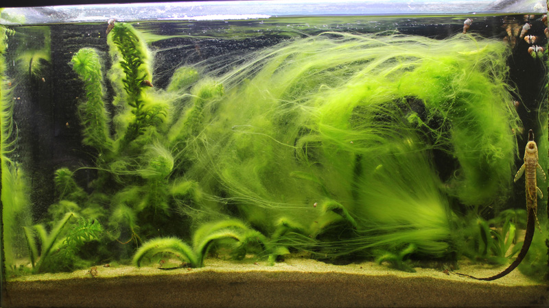 Hair algae