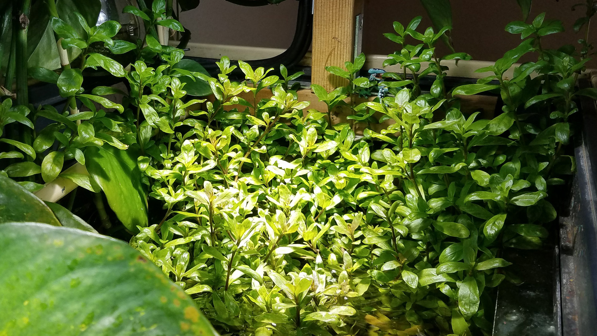 Emersed growth of Hygrophila polysperma