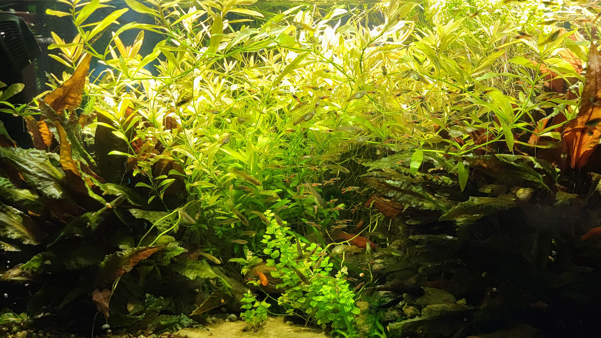 Submerged growth of Hygrophila polysperma and Lysimachia nummularia.