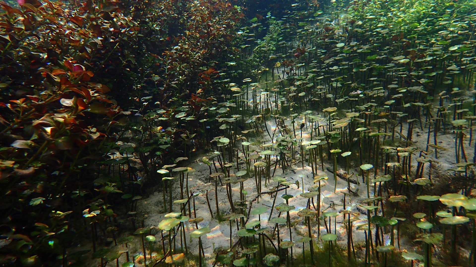 Ludwigia repens (Red ludwigia) left, Hydrocotyle umbellata (water pennywort)