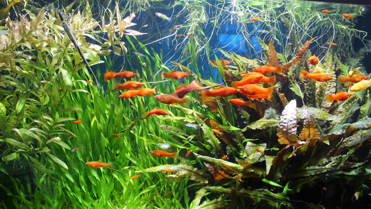 Livebearer Aquarium