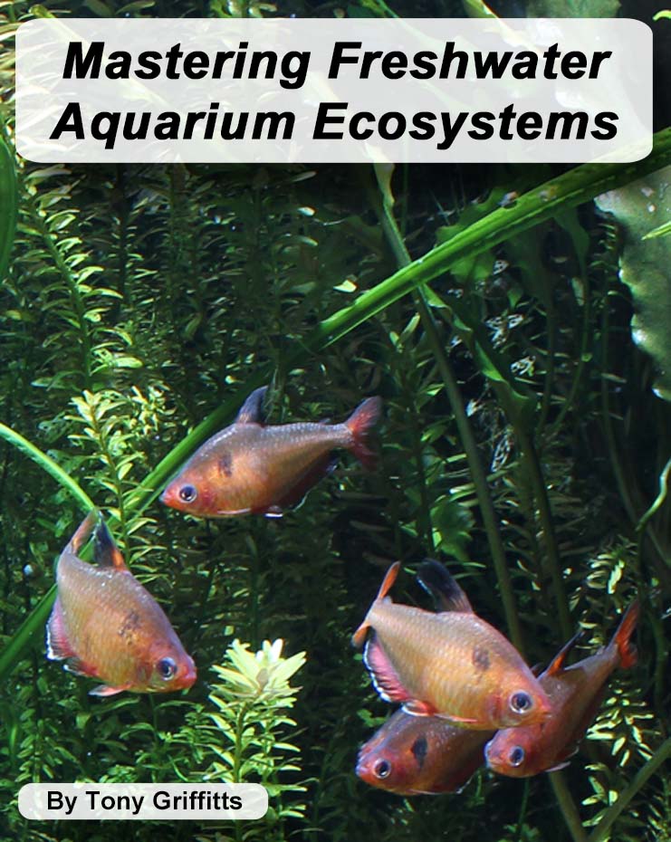 Mastering Freshwater Aquarium Ecosystems