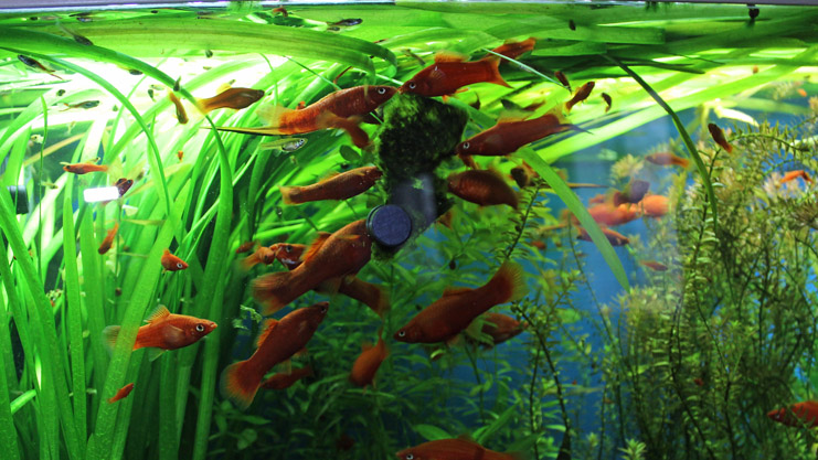 Swordtails eating nori seaweed