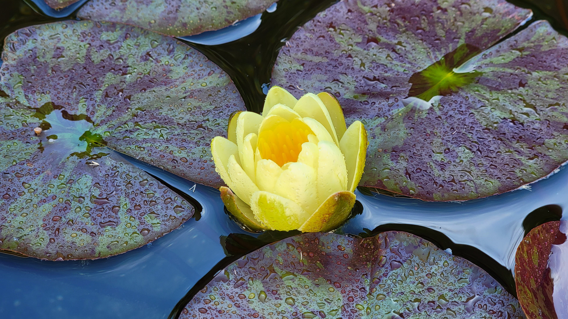 Nymphaea sioux